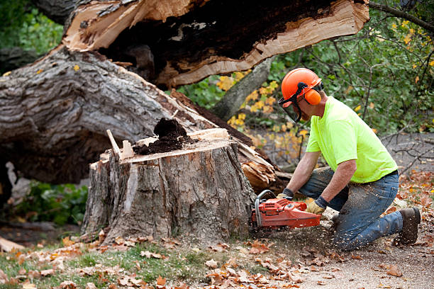 The Steps Involved in Our Tree Care Process in St Helena, CA